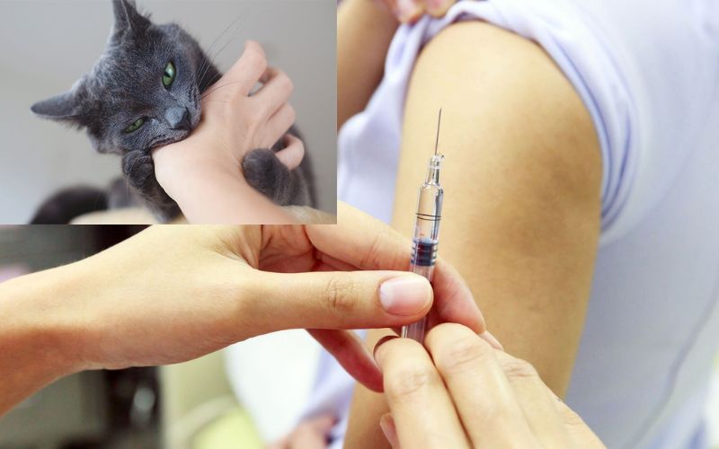Hãy tiêm vắc xin bệnh Dại ngay khi bị chó, mèo cắn, vắc xin được sử dụng ở người lớn và trẻ em.