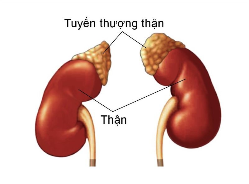 Suy tuyến thượng thận do tự tự ý dùng thuốc kháng sinh bừa bãi