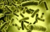 Vi khuẩn Clostridium botulinum