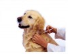Tiêm vắc xin phòng bệnh dại theo hướng dẫn của ngành Y tế