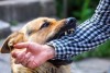 Bệnh dại hiện vẫn là một trong số các bệnh truyền nhiễm nguy hiểm gây dịch có số tử vong trên người cao nhất trên thế giới cũng như tại Việt Nam. Hàng năm thế giới ghi nhận trung bình 60.000 ca tử vong.