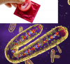 Sự lây truyền virus Marburg qua tinh dịch bị nhiễm bệnh đã được ghi nhận đến bảy tuần sau khi hồi phục lâm sàng.