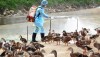 Viện Pasteur thành phố Hồ Chí Minh chỉ đạo khẩn về tăng cường giám sát viêm phổi nặng do vi rút