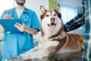 Cách tốt nhất để phòng dại cho chó là tiêm vắcxin cho chúng.