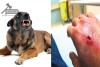 Phước Long, Giồng Trôm ghi nhận ca tử vong do nghi bệnh dại
