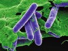 Vi khuẩn Clostridium botulinum dưới kính hiển vi