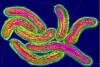 Vi khuẩn Vibrio cholerae thích nóng và có thể gây bệnh tả.