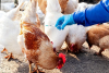 Tiêm phòng cho đàn gia cầm để ngăn ngừa cúm A H5N1.
