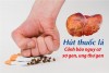 Hút thuốc lá tổn thương gan thế nào