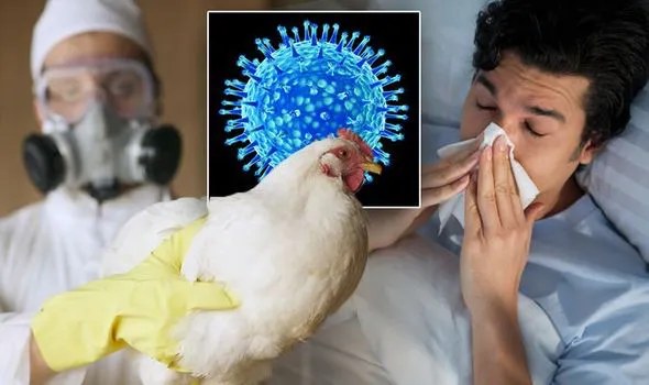 Bệnh nhân cúm A/H5N1 có thể bị suy hô hấp, suy đa phủ tạng kèm rối loạn ý thức, đe dọa tính mạng người bệnh.