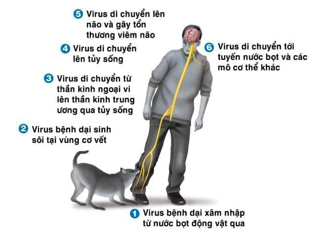 Bệnh dại nguy hiểm như thế nào?